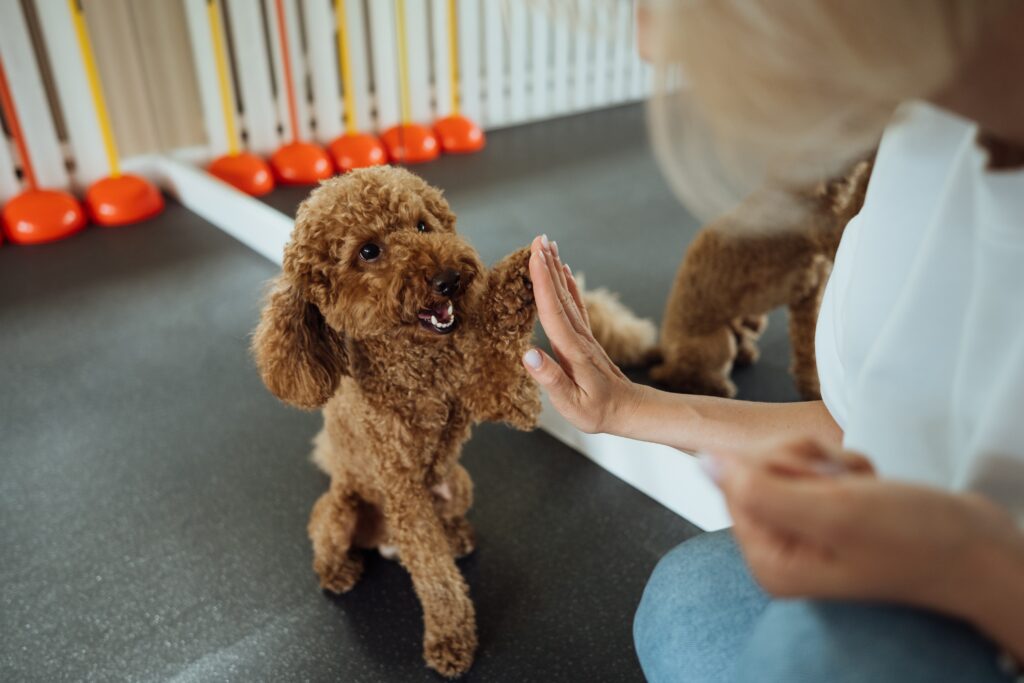 brown,poodle,training,in,pet,house,with,dog,trainer